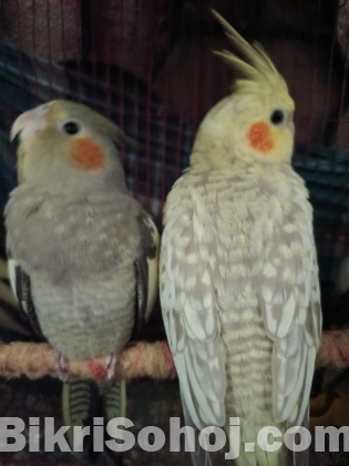 ককাটেল (১ জোড়া)